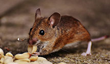 24 Hour & Emergency Exterminators in Glenoma, WA
